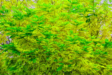 Tree in artificial green color