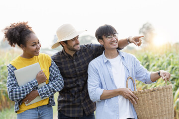 A group of farmers are strolling through the cornfields to see their produce happily in the warm sunshine.