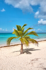 Palm tree on the beach of Saona island, Caribbean. Summer landscape.