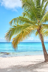 Naklejka na ściany i meble Palm tree on the beach of Saona island, Caribbean. Summer landscape.