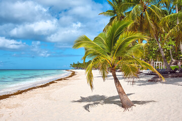 Obraz na płótnie Canvas Palm trees on the beach of Saona island, Caribbean. Summer landscape.