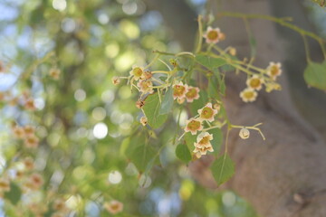 Kreta auf den Weg nach Chania Urlaub Reisen Griechenland Ausflug Strand Meer Wellen Wind Blumen Pflanzen Botanik