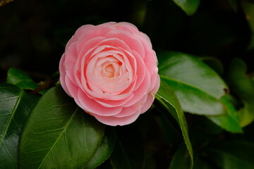 Camellia japonica 'Otome' in full blooming