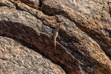 a Western Rock Skink camouflaged on a granite rock.  The are native to the western parts of...