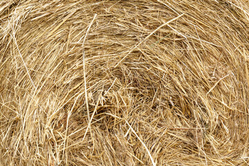 Dry straw texture for background and design, bales of cereal straw for cow and horse. Selective focus