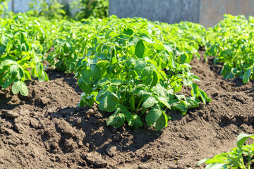 Potato bushes in the field, agriculture industry, growing vegetables.