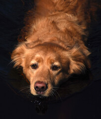 Pink Nose on a Duck Tolling Retriever Dog Swimming
