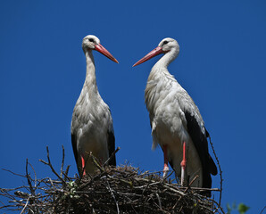 Beautiful family of storks in a nest on a tree, against the sky