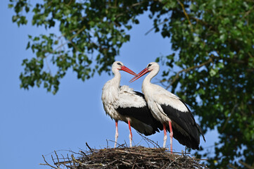 Beautiful family of storks in a nest on a tree, against the sky