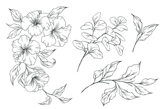 Hibiscus flower. Set of hand drawn sketch exotic flowers and leaves. Vector outline floral design. Black and white line art.
