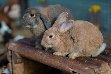 rabbit eating grass with bokeh background, bunny pet, holland lop
