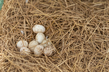 egg on ground, fresh eggs