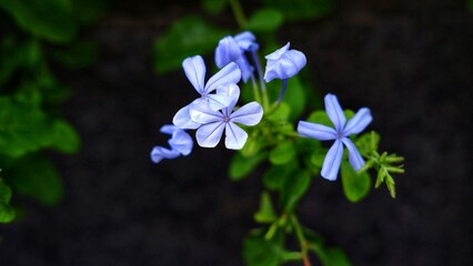 Beautiful flowers of Plumbago auriculata known as the cape leadwort, blue plumbago or Cape...