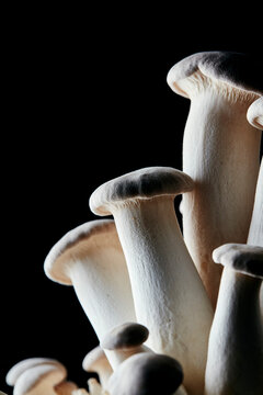 Vertical close up of edible King Oyster Mushroom