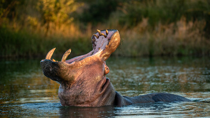A hippo, Hippopotamus amphibius, head back, mouth open, yawning.