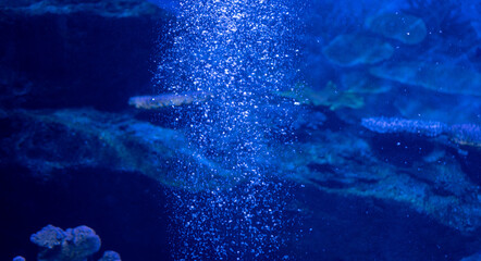 blurred Oxygen aquarium background, under water