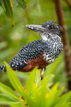 A giant kingfisher, Megaceryle maxima, perches on a branch