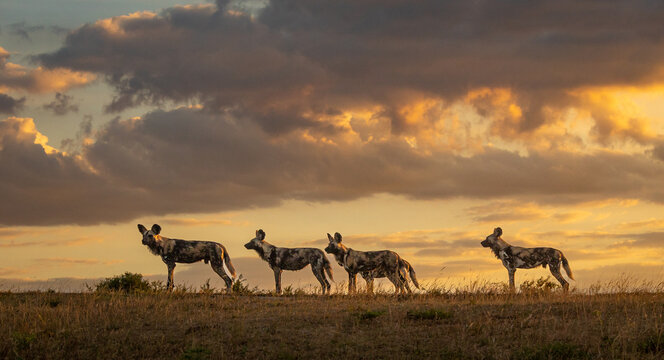 Four wild dogs, Lycaon pictus, in evening light standing alert in a line.