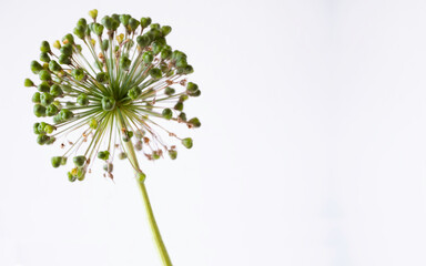 Fruiting umbels of the onion Allium Giganteum flower with seeds, isolated on white background. Space for text and design. Narrow depth of field