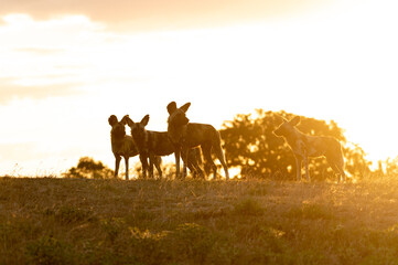 A pack of wild dogs, Lycaon pictus, stand together during sunset