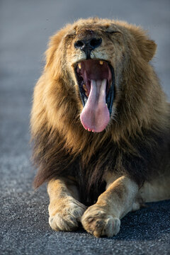 A male lion, Panthera leo, yawns