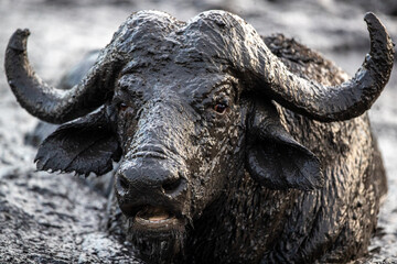 A buffalo bull, Syncerus caffer, close up of an animal head and horns covered in mud