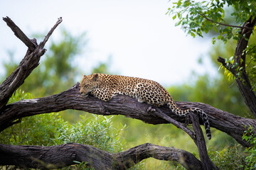 A young leopard, Panthera pardus, rests on a dead tree