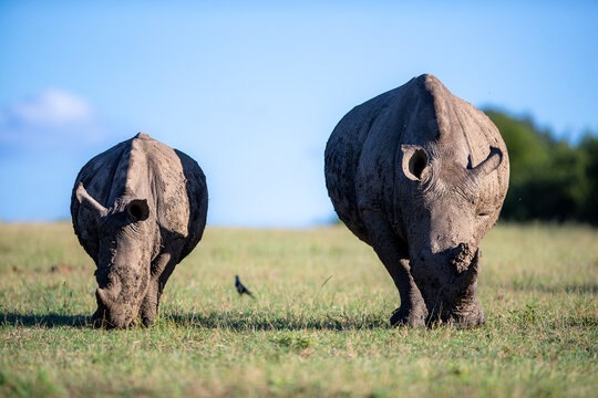 Two white rhinoceros, Ceratotherium, an adult and calf grazing