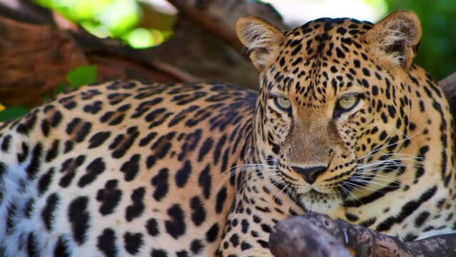 jaguar in zoo