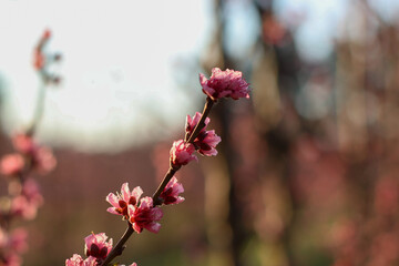 pink flowers in tree