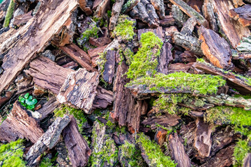 Photography on theme big wall of stacked oak tree logs in cracks