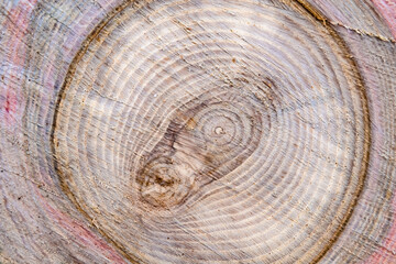 Beautiful wooden fracture old oak, natural texture close up