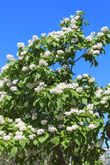 Catalpa tree is a decorative tree used in landscaping due to its showy, fragrant flowers and beautiful leave
