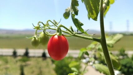 Small red tomato fruit hanging on a branch