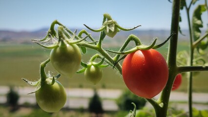 Small red tomato fruit hanging on a branch