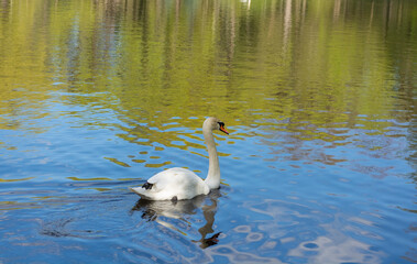 A beautiful white swan swims in the lake. Reflection in the water of the sky, forests, birds