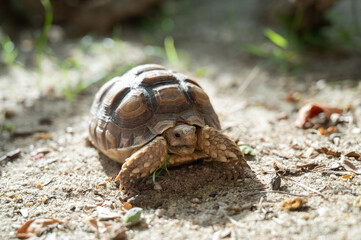 Sucata tortoise on the ground