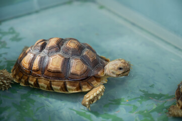 Sucata tortoise on the ground