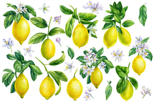 Set branch of lemon on an isolated white background, botanical watercolor illustration,