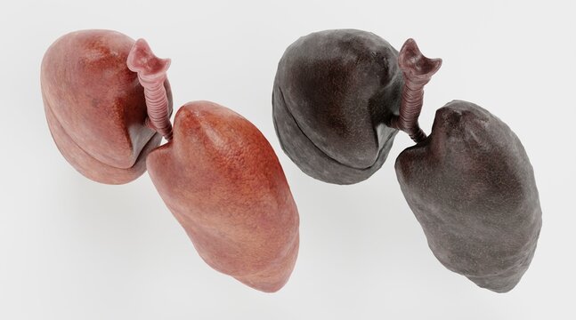 Realistic 3D Render of Respiratory System