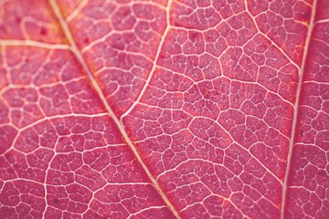 red tree leaf veins, autumn colors red background