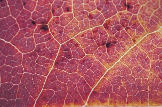 red tree leaf veins, autumn colors red background