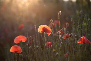 Summer sunset over beautiful poppy meadow.