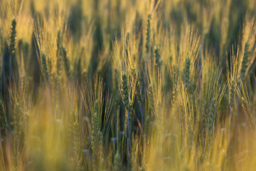 Fototapeta premium Fields of wheat at the begining of summer
