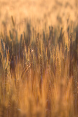 Fields of wheat at the begining of summer