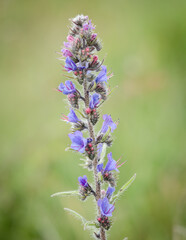 Viper's bugloss wildflower