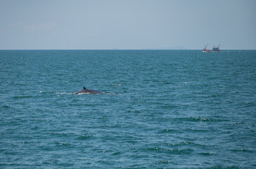 bruda whale swimming in the sea