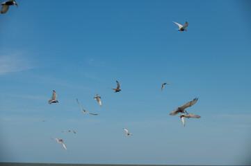 seagull flying in the sky
