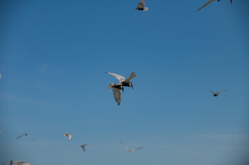 seagull flying in the sky