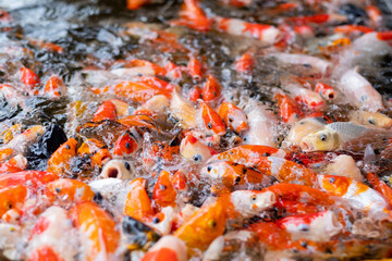 Fototapeta na wymiar carp fish pond background, colorful background, Fancy carp